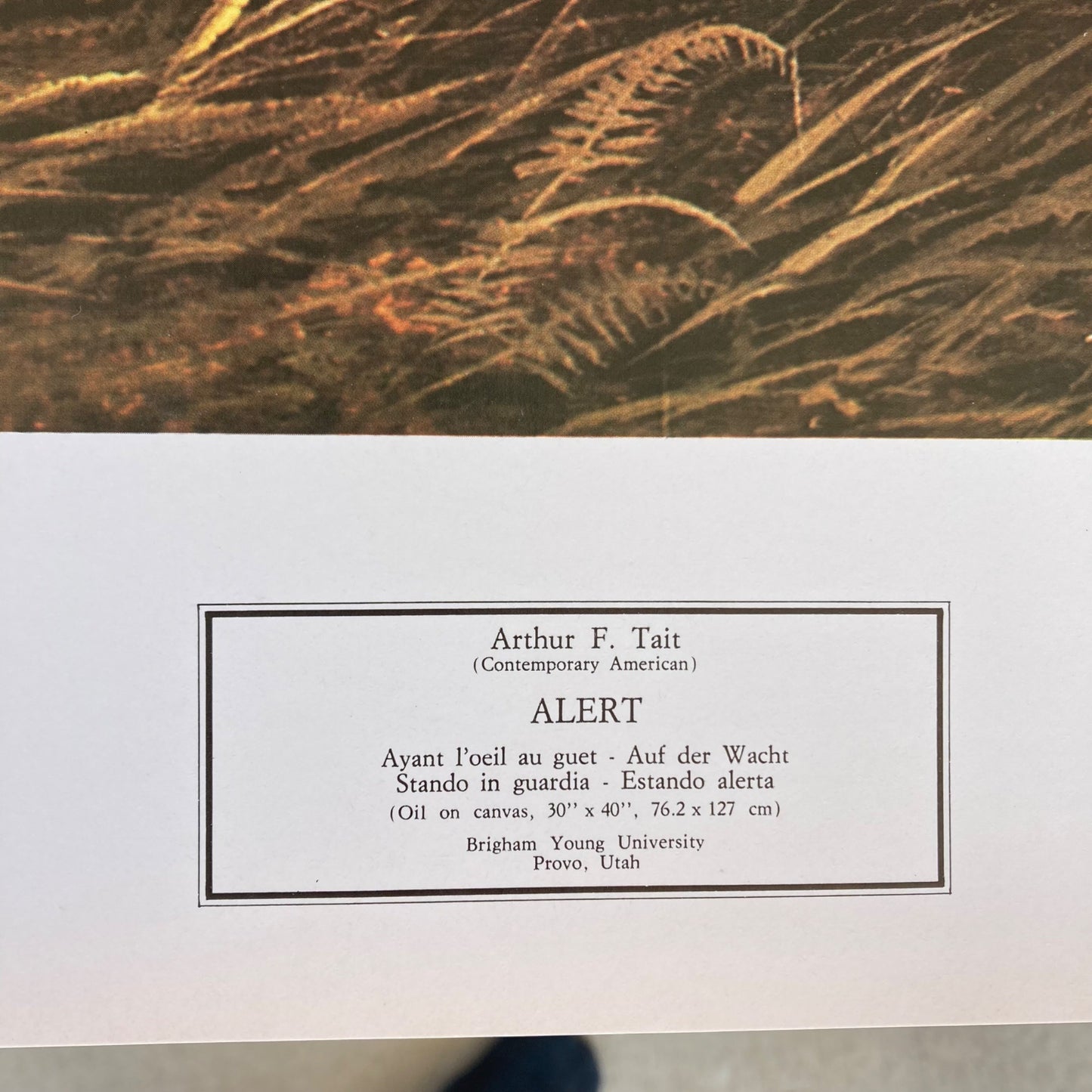 Vintage 1981 Arthur F. Tait "Alert" Elk Print 23x34" New York Graphic BYU