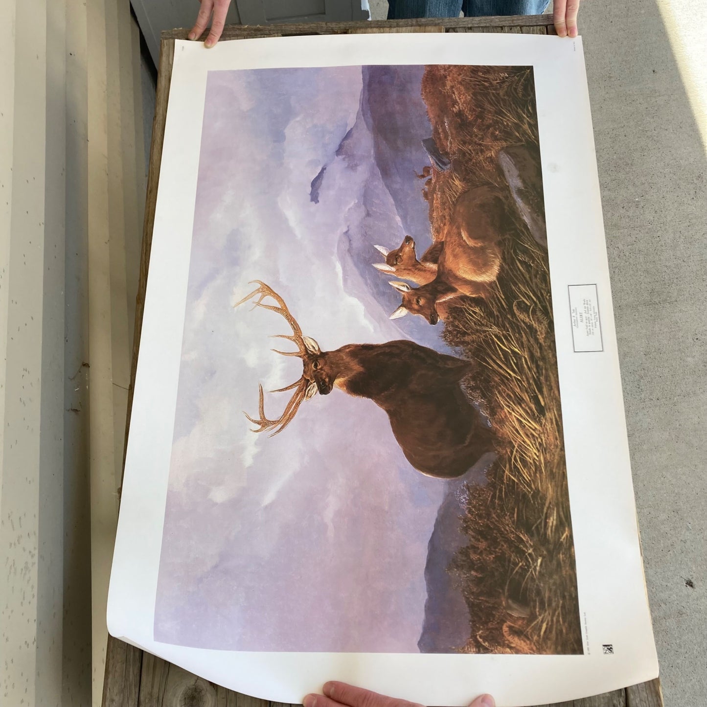 Vintage 1981 Arthur F. Tait "Alert" Elk Print 23x34" New York Graphic BYU
