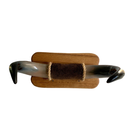 Animal Horn Bull Buffalo ? Mounted 18" Width