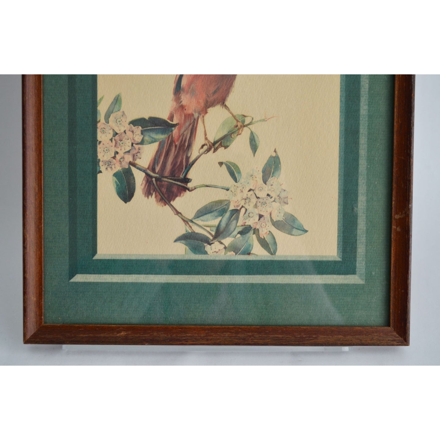 Cecil Golding Cardinal Framed Vintage Print