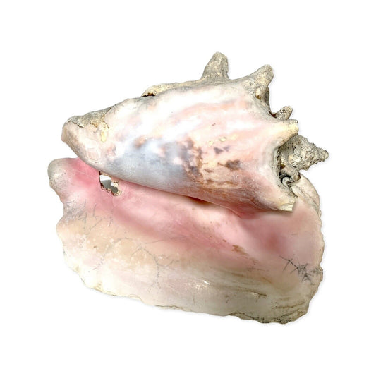 Large Conch Shell Unknown Type 9"
