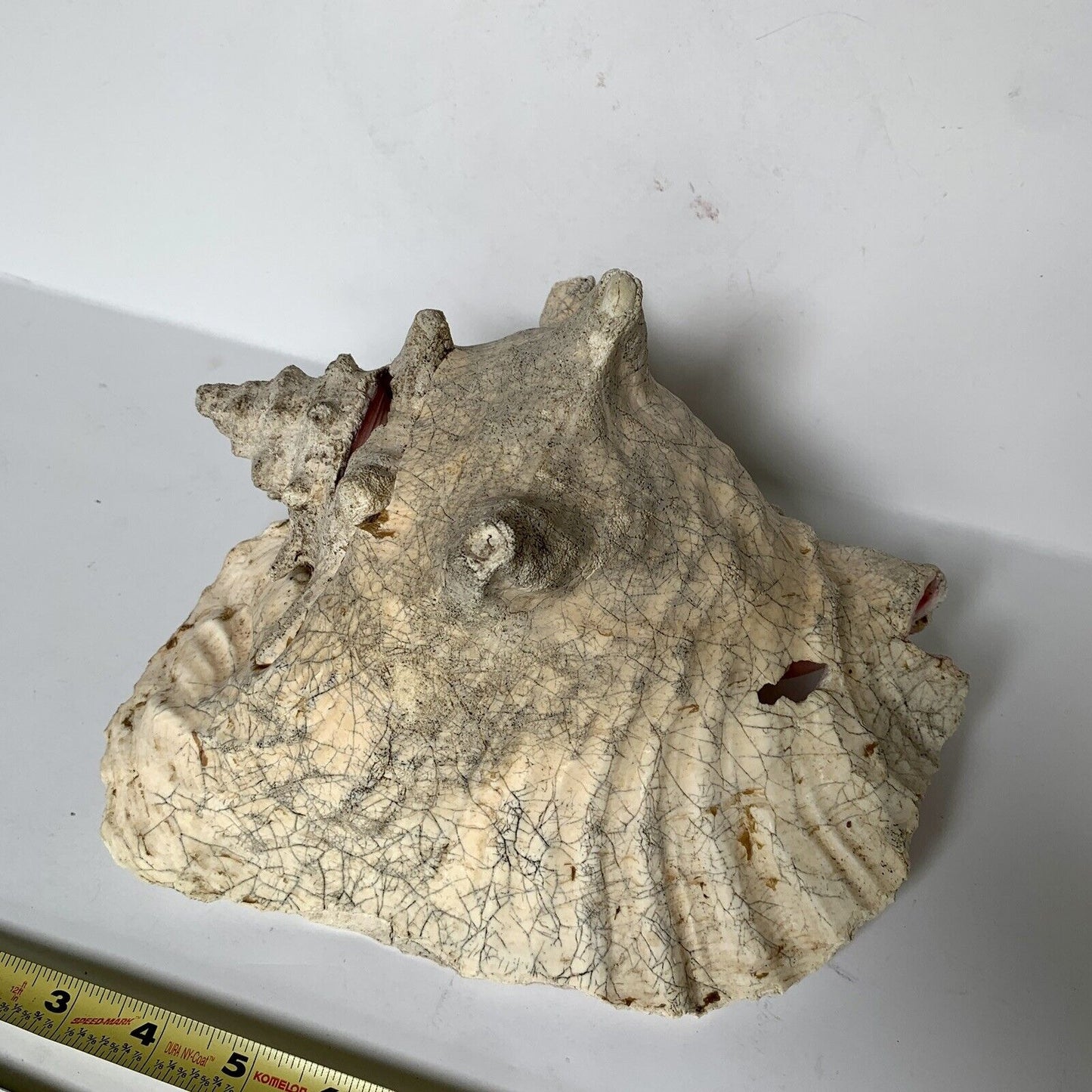 Large Conch Shell Unknown Type 9"