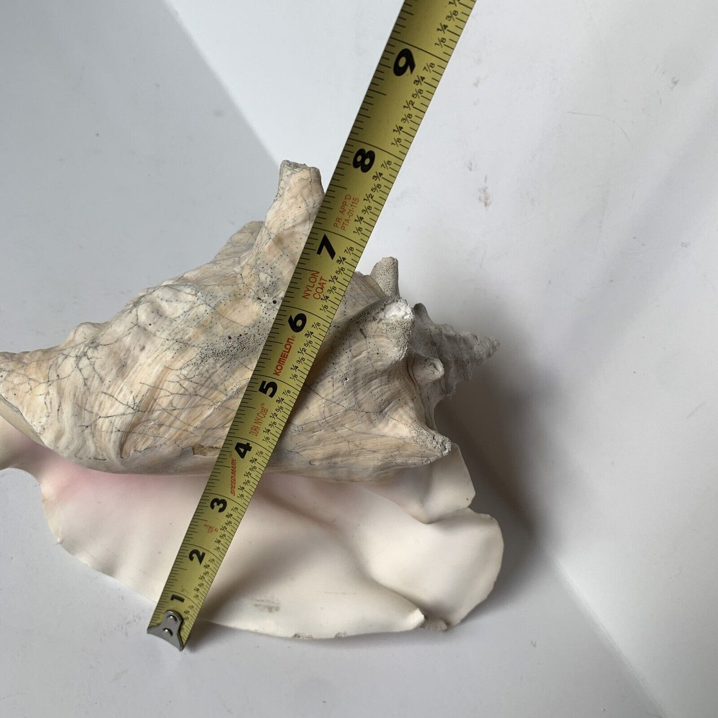 Large Conch Shell Unknown Type 8"
