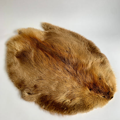 Beaver Fur Pelt Taxidermy Hide Fur Tanning