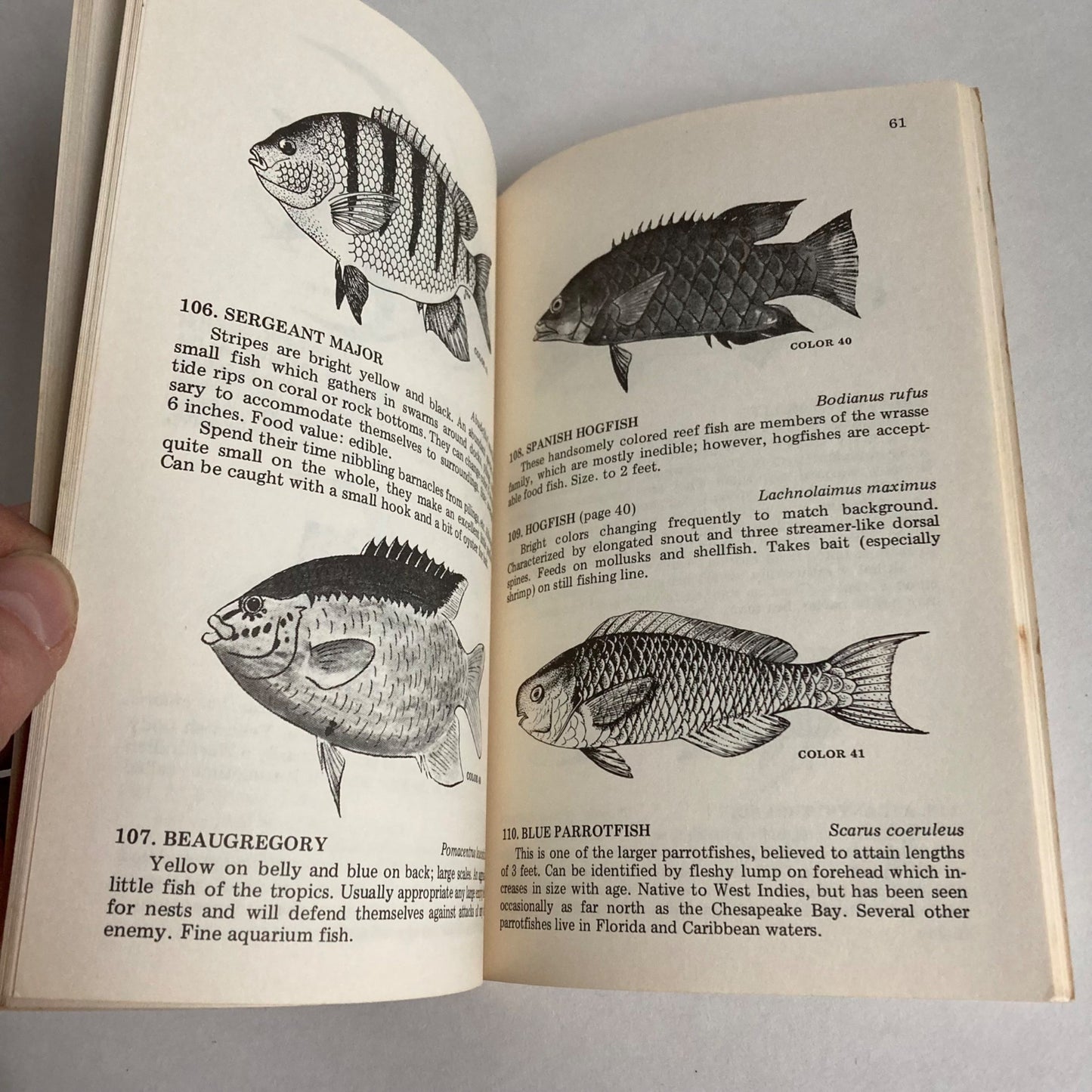 Vintage 1982 Florida Fishes Paperback Book