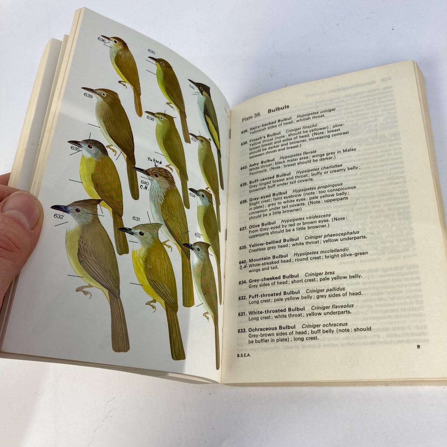 Vintage Field Guide to the Birds of South-East Asia Book