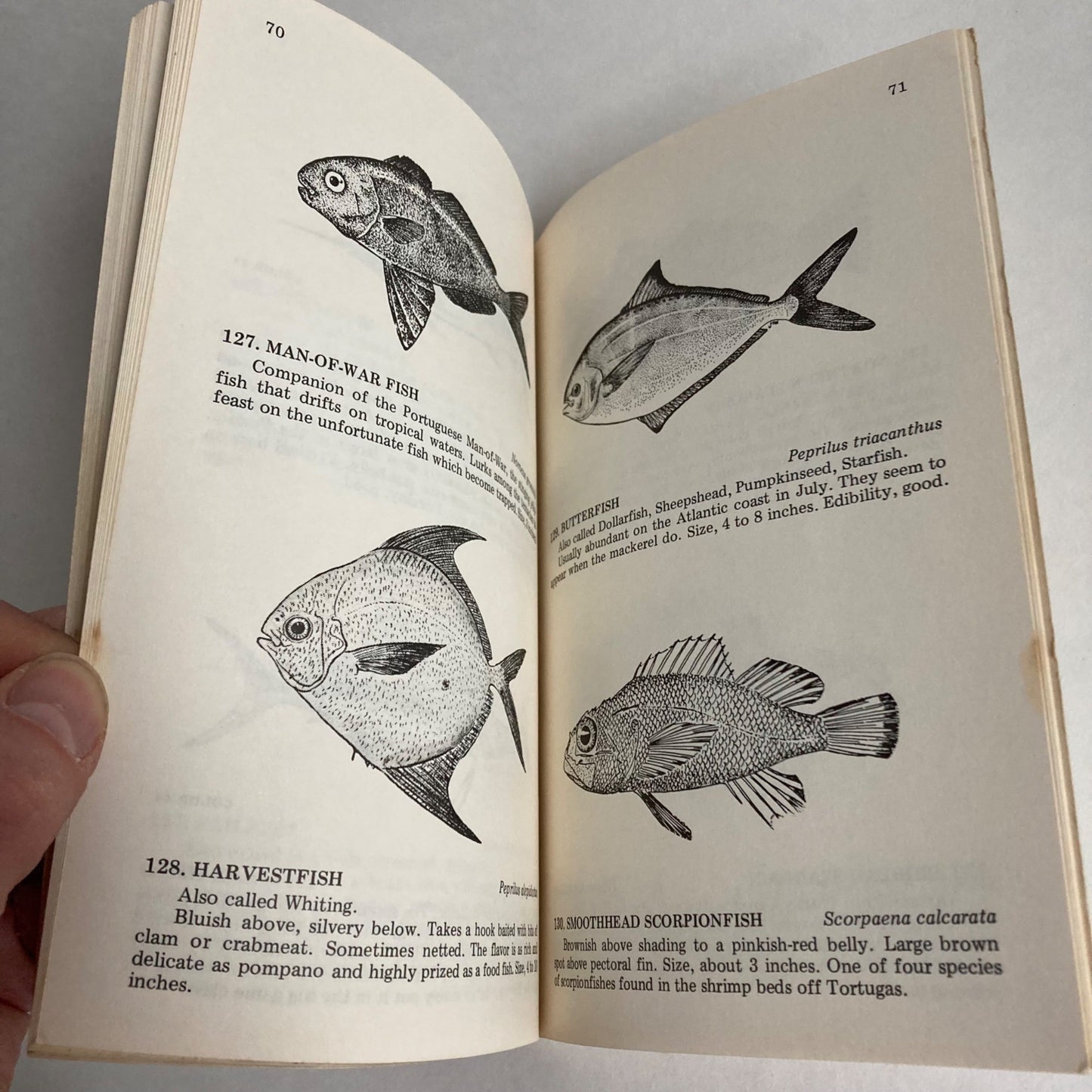 Vintage 1982 Florida Fishes Paperback Book