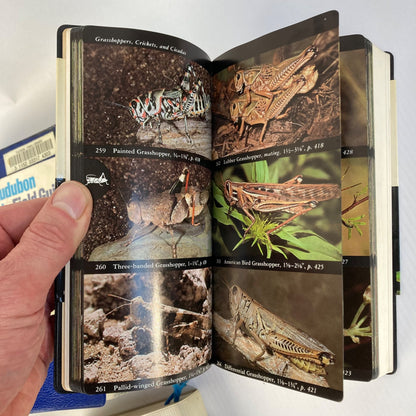 Lot 6 Vintage Audubon Society Field Guides Trees, Insects, Sky, Reptiles, Birds