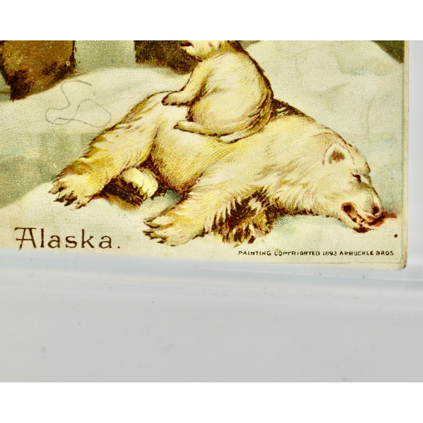 Antique Arbuckle Bros. Coffee Alaska Victorian Trade Card Polar Bears