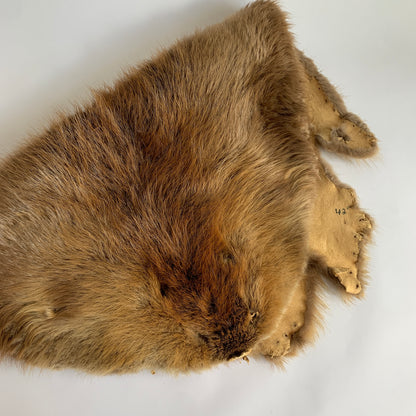 Beaver Fur Pelt Taxidermy Hide Fur Tanning