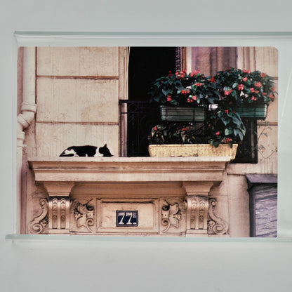 1996 Abbeville Cat Postcard Tuxedo Cat on Ledge