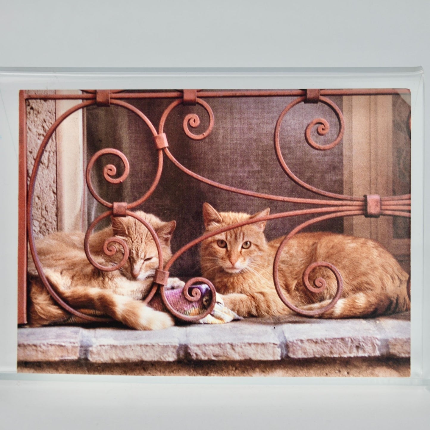 1996 Abbeville Cat Postcard Two Orange Cats