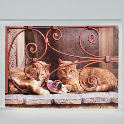 1996 Abbeville Cat Postcard Two Orange Cats