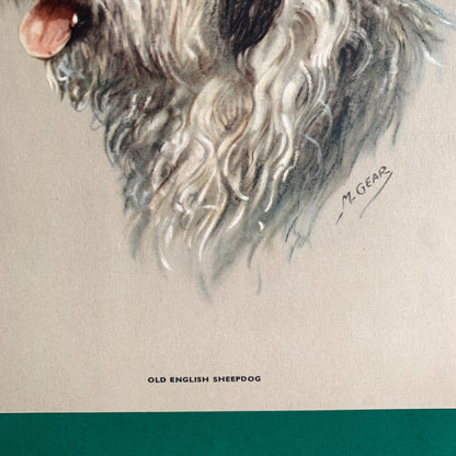 Vintage Old English Sheepdog by M. Gear Print