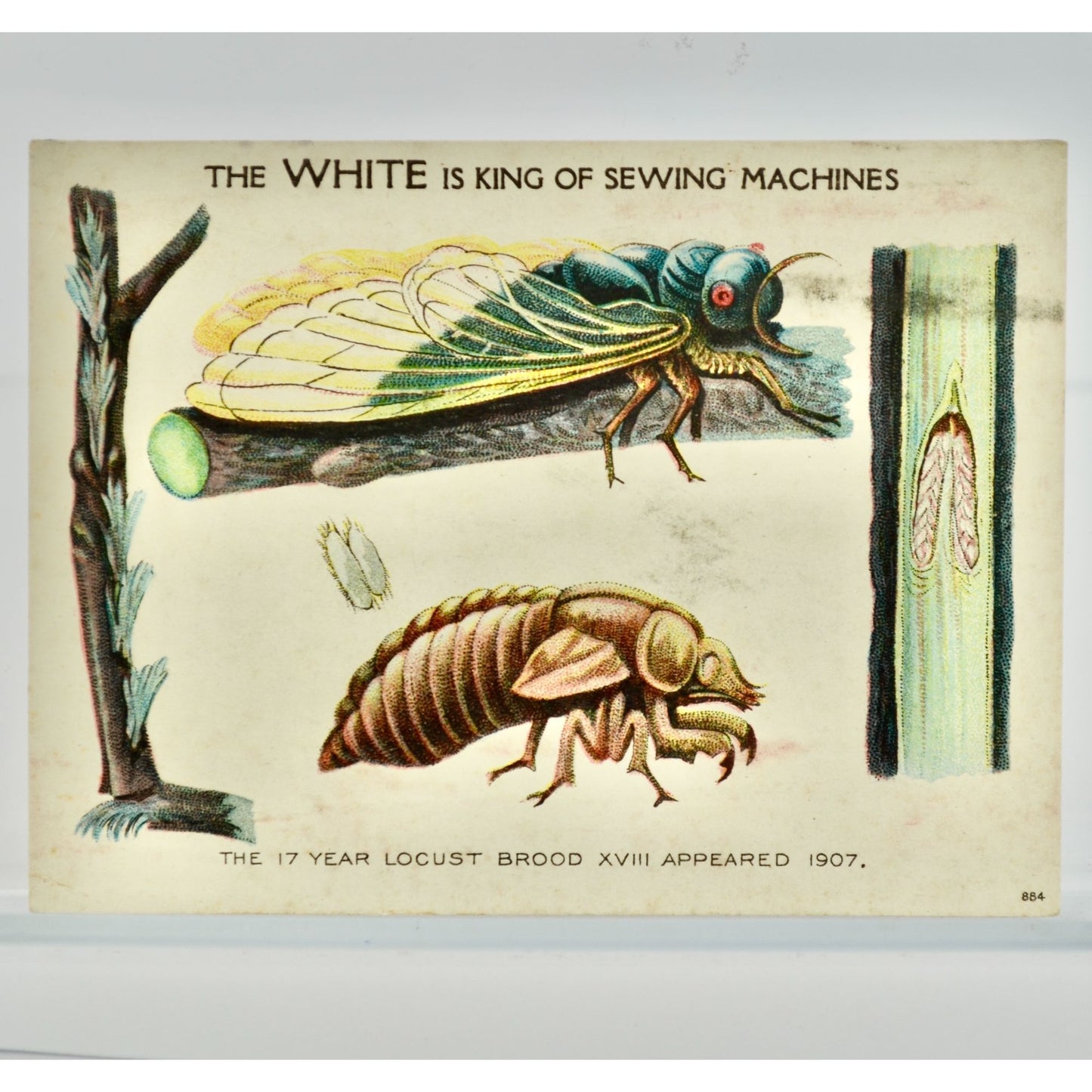1907 White Sewing Machines Locust Victorian Trading Card Antique