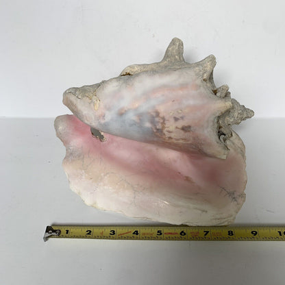 Large Conch Shell Unknown Type 9"