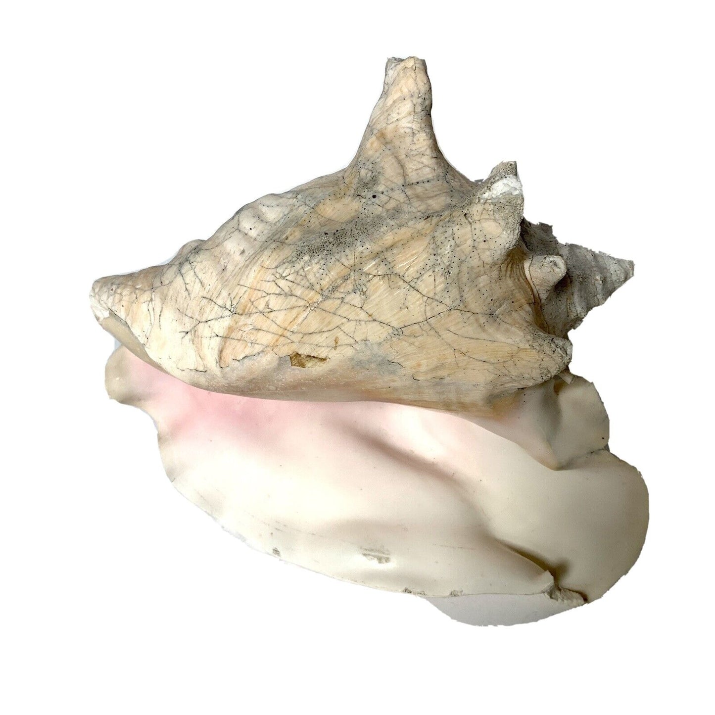 Large Conch Shell Unknown Type 8"