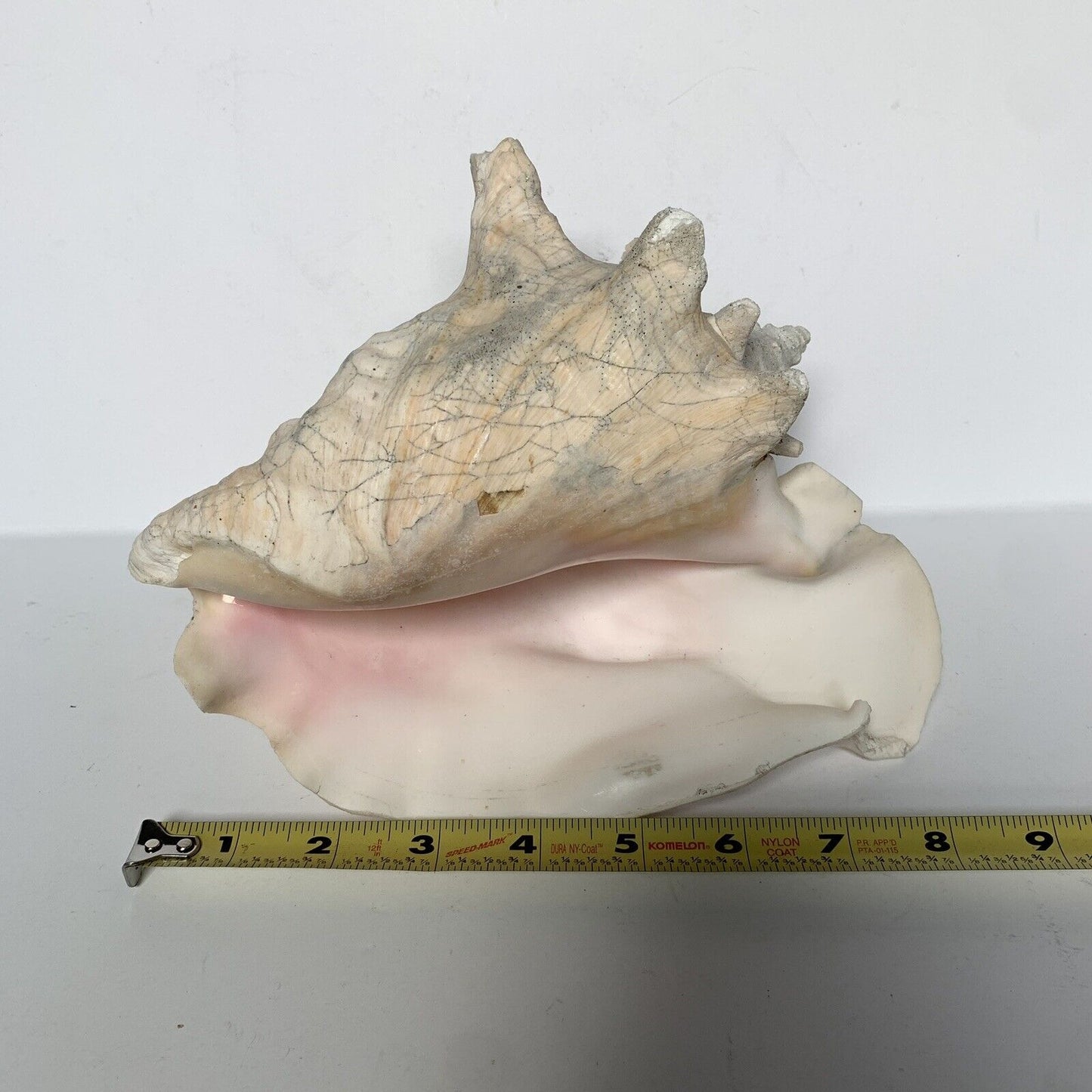 Large Conch Shell Unknown Type 8"