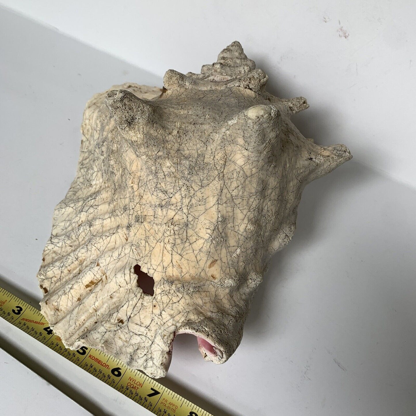 Large Conch Shell Unknown Type 9"